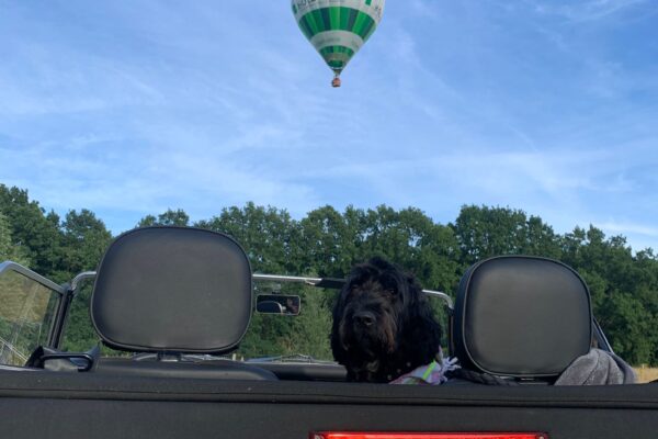 Ballon mit Hund