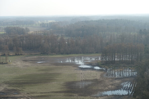 Feuchte Wiesen bei Celle März 2025